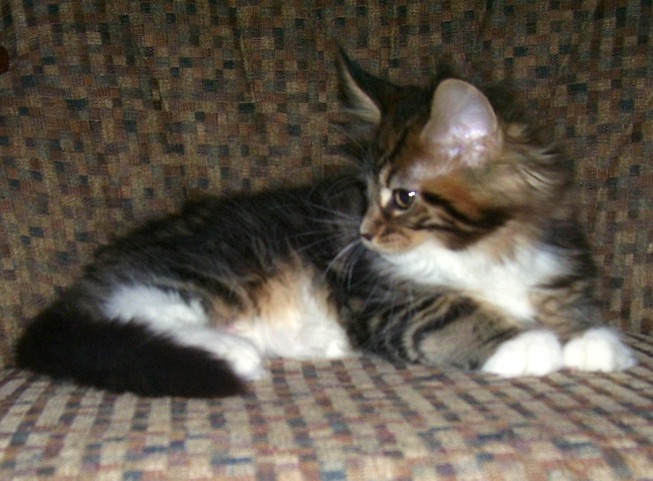 MAINE COON KITTENS PHOTO GALLERY